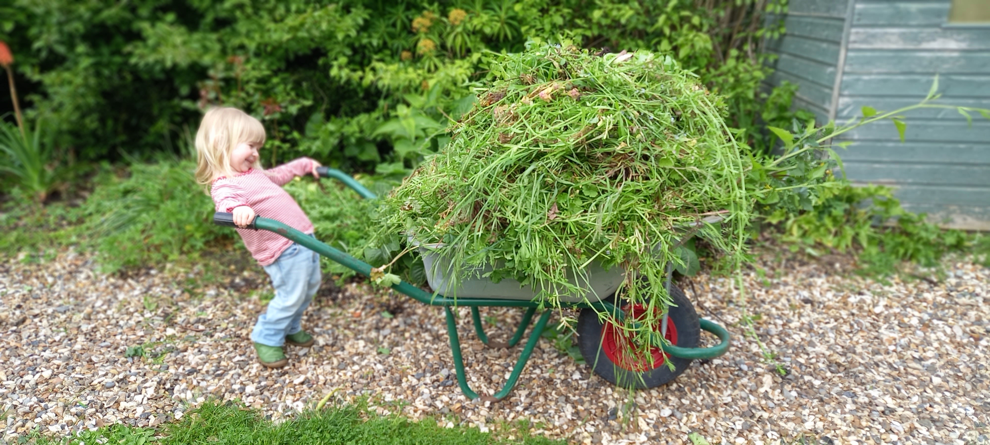 child with wheelbarrow full of weeds